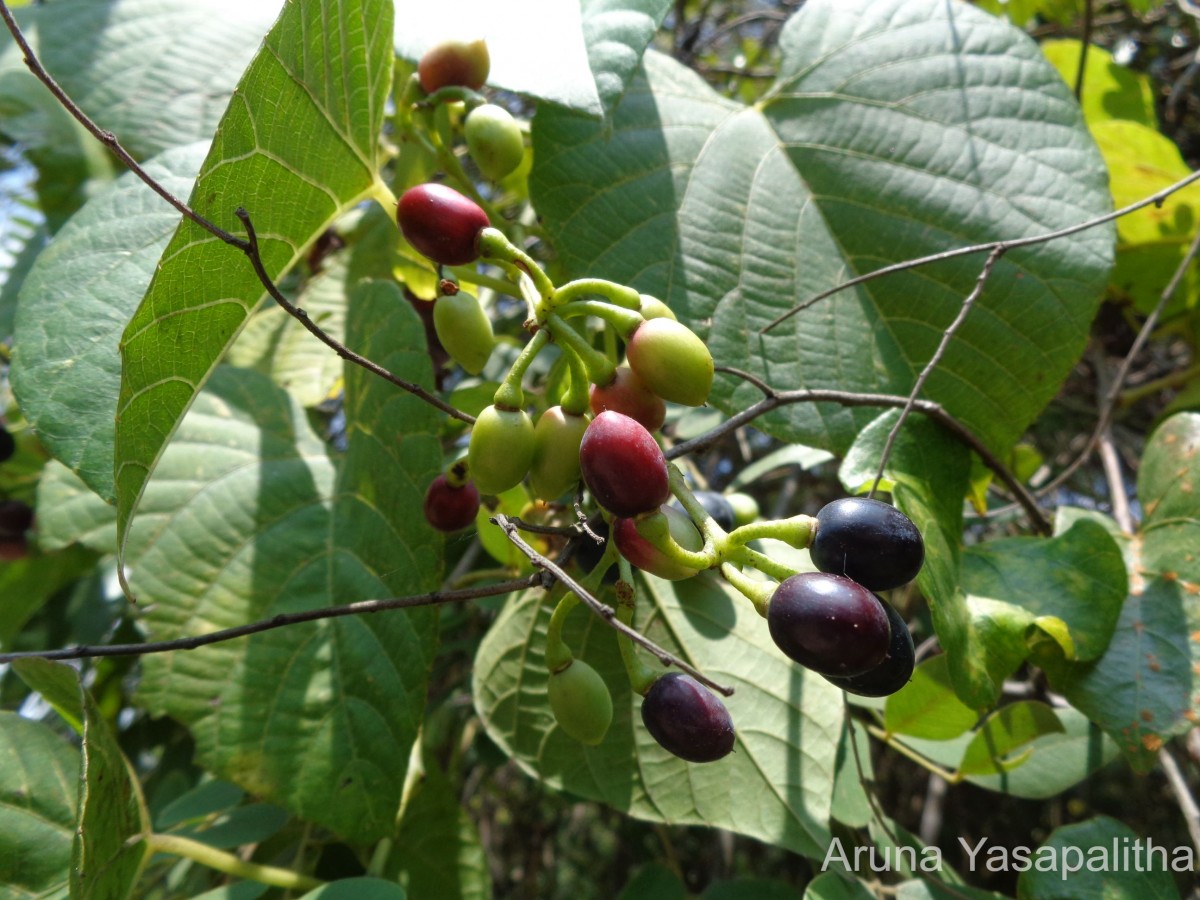 Cissus latifolia Lam.